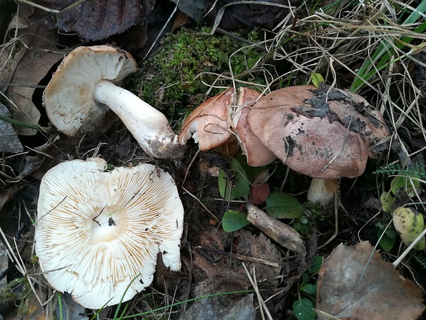 čírovka topoľová Tricholoma populinum J.E. Lange