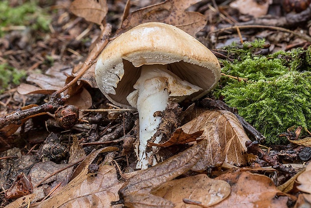 pečiarka Agaricus sp.