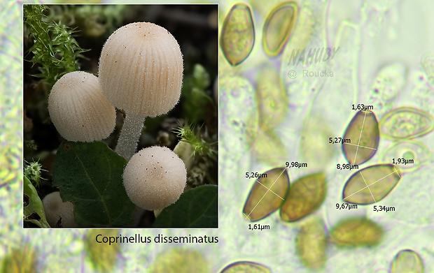 hnojník rozsiaty Coprinellus disseminatus (Pers.) J.E. Lange