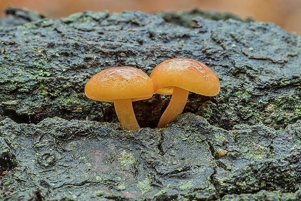 plamienka Flammulina sp.