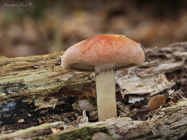 strapcovka tehlovočervená Hypholoma lateritium (Schaeff.) P. Kumm.