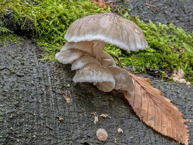 sliznačka obyčajná Mucidula mucida (Schrad.) Pat.