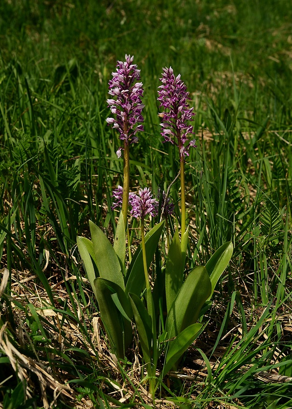 vstavač vojenský Orchis militaris L.