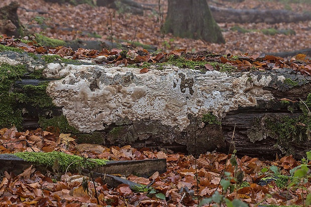 ostropórovec nížinný Oxyporus latemarginatus (Durieu & Mont.) Donk