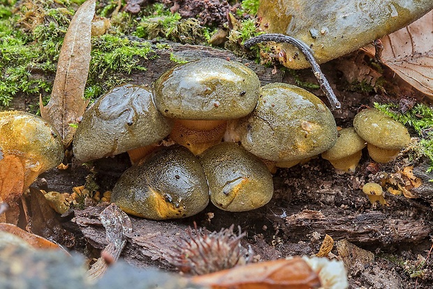 pňovka neskorá Sarcomyxa serotina (Pers.) P. Karst.