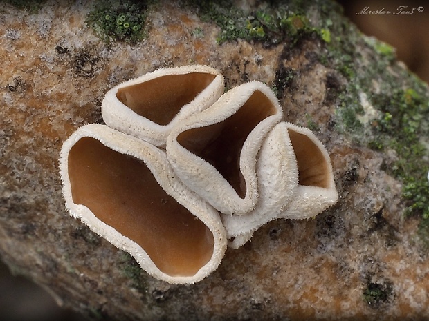 škľabka plstnatá Schizophyllum amplum (Lév.) Nakasone