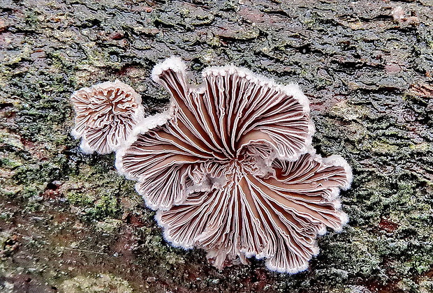 klanolupeňovka obyčajná Schizophyllum commune Fr.