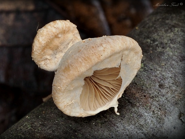 pňovka Tectella patellaris (Fr.) Murrill