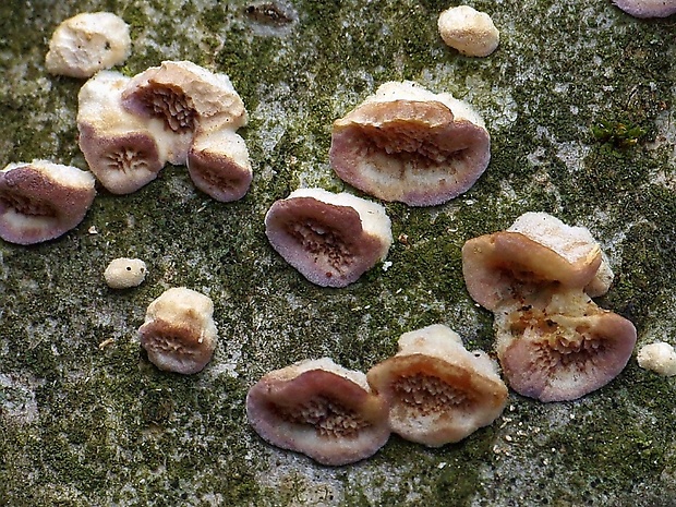 ryhovec želatinovitý Trichaptum biforme (Fr.) Ryvarden