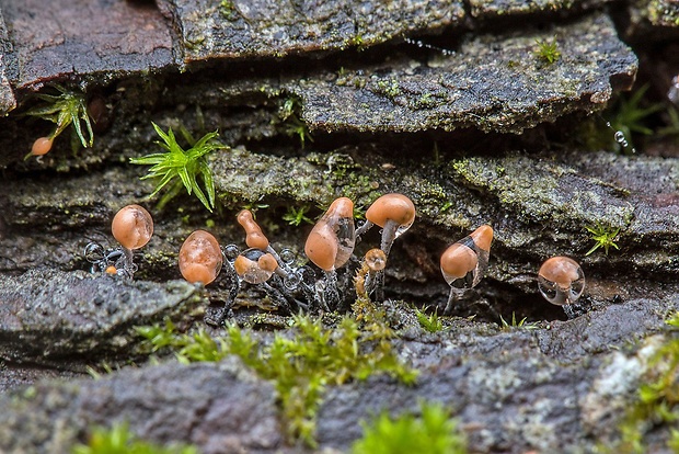 drevnatec parohatý Xylaria cf. hypoxylon (L.) Grev.