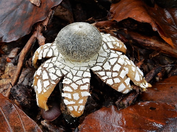 hviezdovec vlahojavný Astraeus hygrometricus (Pers.) Morgan