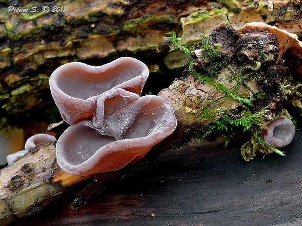 uchovec bazový Auricularia auricula-judae (Bull.) Quél.