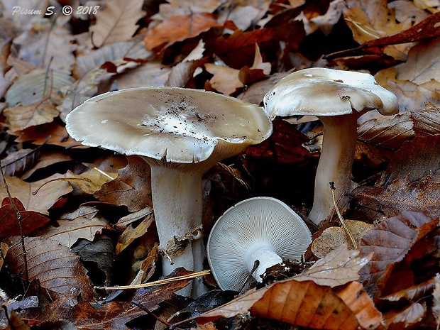 strmuľka inovaťová Clitocybe nebularis (Batsch) P. Kumm.