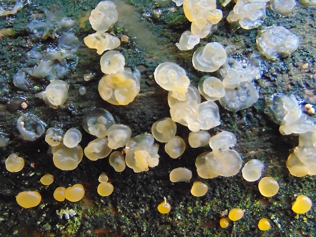 slzovec Dacrymyces sp.