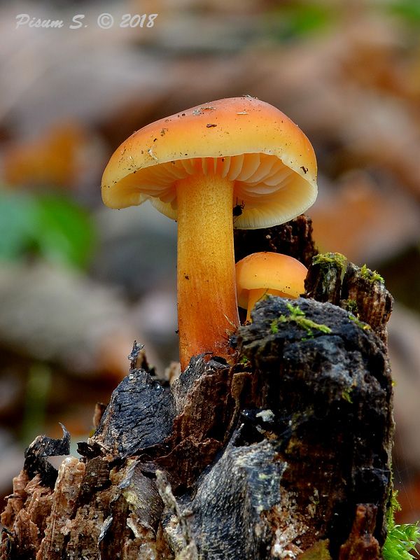 plamienka Flammulina sp.