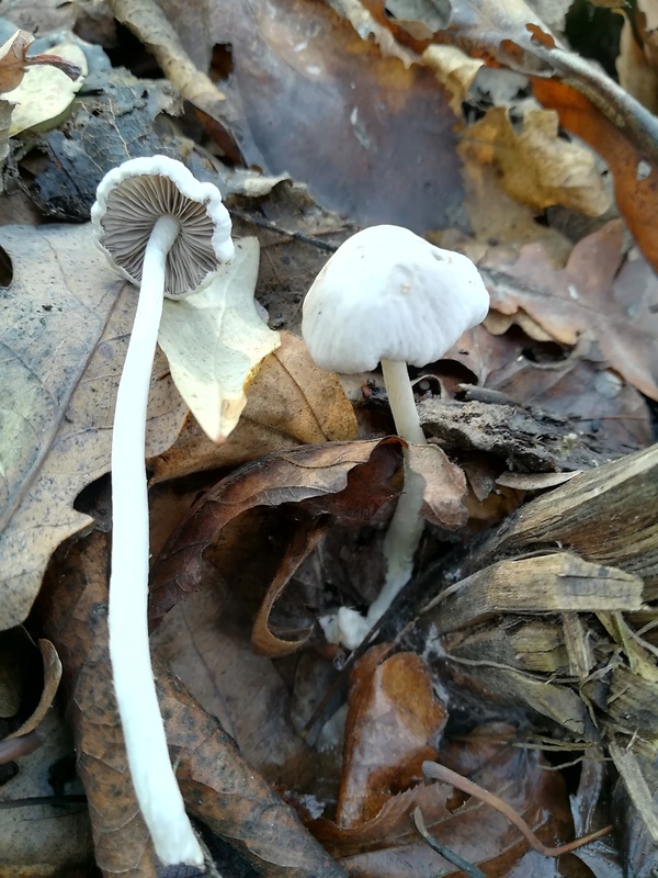 vláknica hlinovolupeňová Inocybe geophylla P. Kumm.