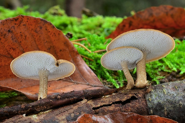 trúdnik zimný Lentinus brumalis (Pers.) Zmitr.