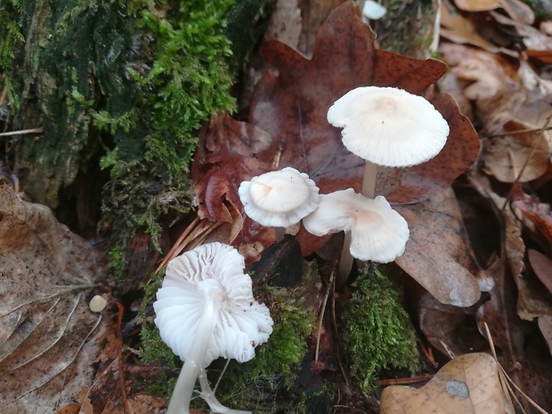 prilbička Mycena sp.