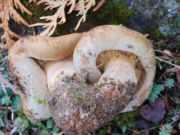 čechračka podvinutá Paxillus involutus (Batsch) Fr.