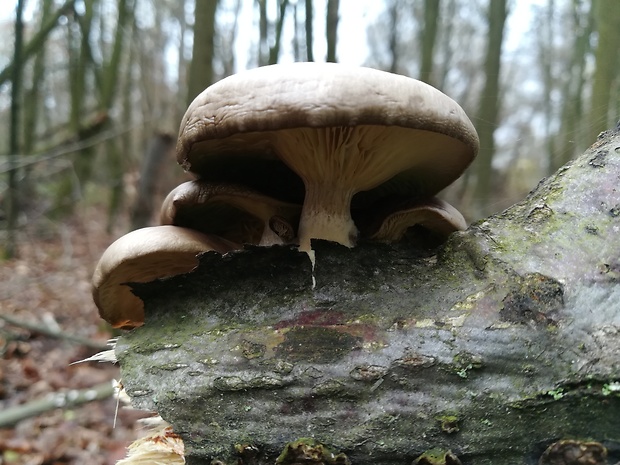 hliva buková Pleurotus pulmonarius (Fr.) Quél.