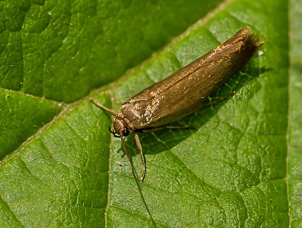 tmavomôľka Scythris seliniella/fallacella