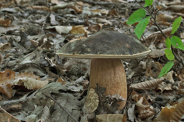 hríb bronzový Boletus aereus Bull. ex Fr.