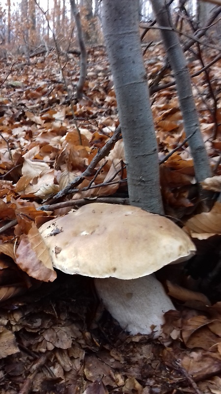 hríb dubový Boletus reticulatus Schaeff.