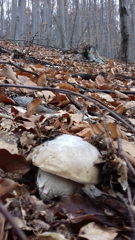 hríb dubový Boletus reticulatus Schaeff.