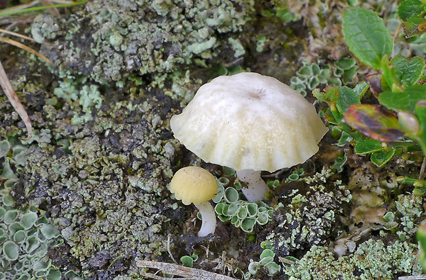 Lichenomphalia hudsoniana (H.S. Jenn.) Redhead, Lutzoni, Moncalvo & Vilgalys