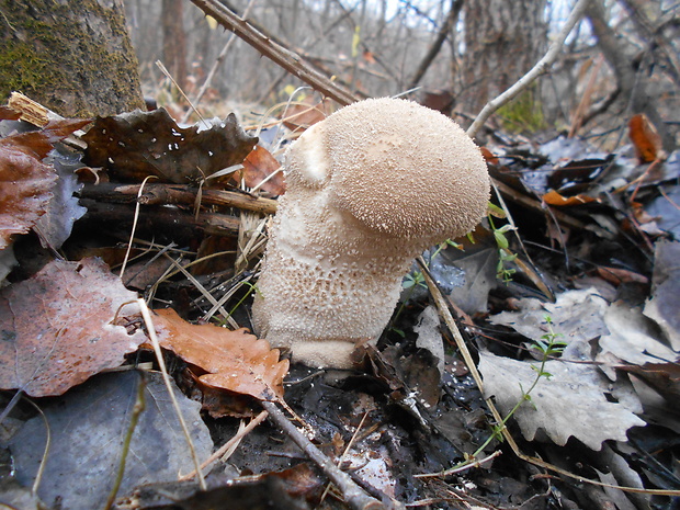 prášnica bradavičnatá Lycoperdon perlatum Pers.