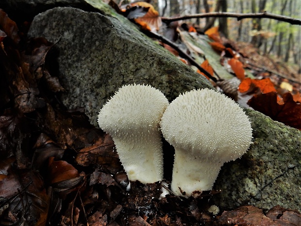 prášnica bradavičnatá Lycoperdon perlatum Pers.