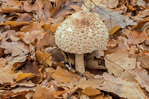 bedľa Macrolepiota sp.