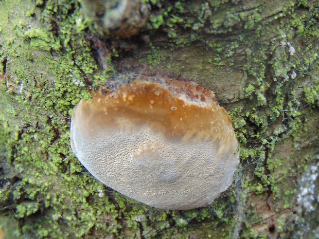 ohňovec slivkový Phellinus pomaceus (Pers.) Maire