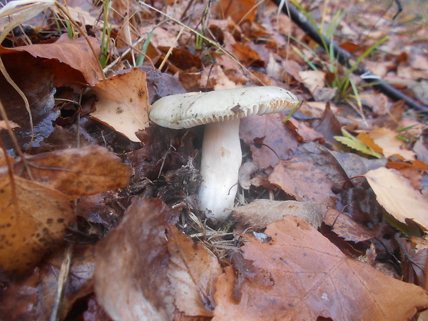 plávka Russula sp.