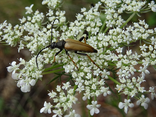 fúzač obyčajný Stictoleptura rubra