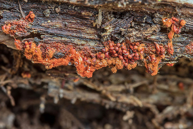 vlasnačka Trichia sp.