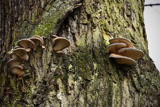 hliva ustricovitá Pleurotus ostreatus (Jacq.) P. Kumm.