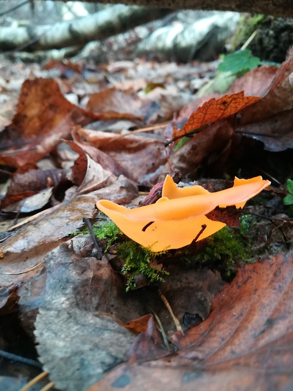 tanierovka oranžová Aleuria aurantia (Pers.) Fuckel