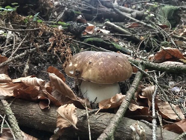 hríb smrekový Boletus edulis Bull.