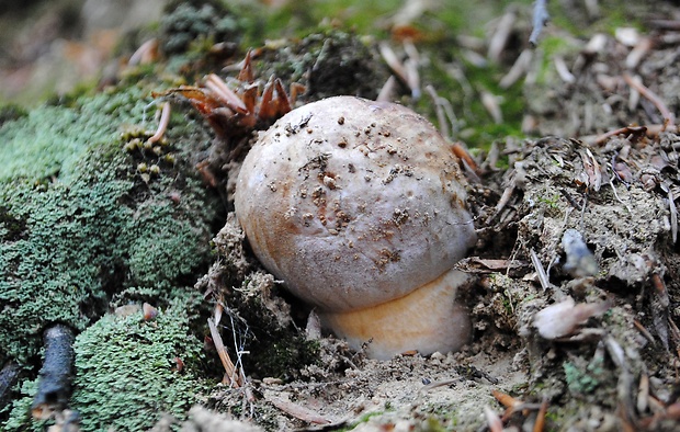 hríb sosnový Boletus pinophilus Pil. et Dermek in Pil.