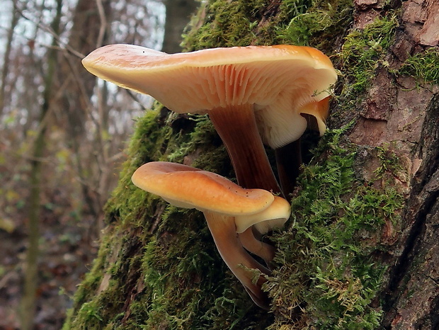 plamienka Flammulina sp.