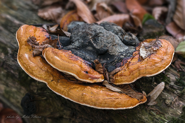 práchnovček pásikavý Fomitopsis pinicola (Sw.) P. Karst.