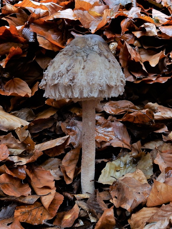 bedľa Macrolepiota sp.