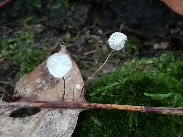 tanečnica listová Marasmius epiphyllus (Pers.) Fr.