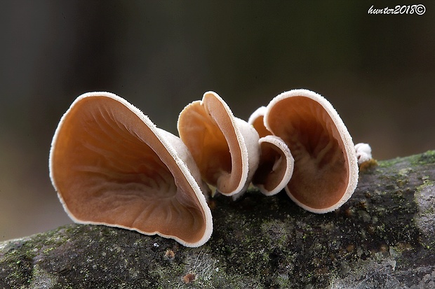 škľabka plstnatá Schizophyllum amplum (Lév.) Nakasone