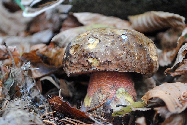 hríb zrnitohlúbikový Sutorius luridiformis (Rostk.) G. Wu & Zhu L. Yang