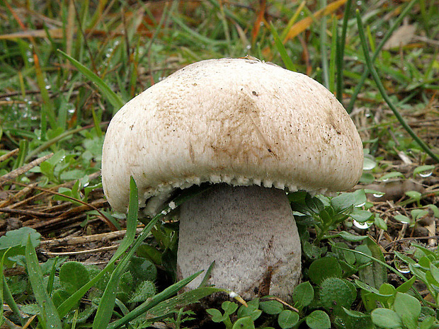 pečiarka Deylova Agaricus depauperatus (F.H. Møller) Pilát