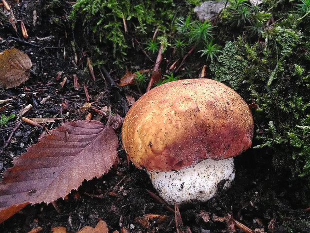 hríb sosnový Boletus pinophilus Pil. et Dermek in Pil.