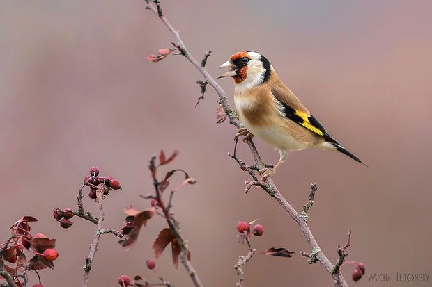 stehlík pestrý Carduelis carduelis