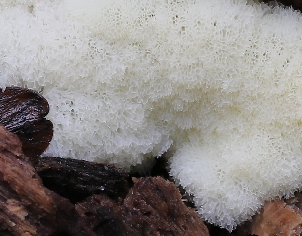 rohačka kríčkovitá v. pórovitá Ceratiomyxa fruticulosa var. porioides